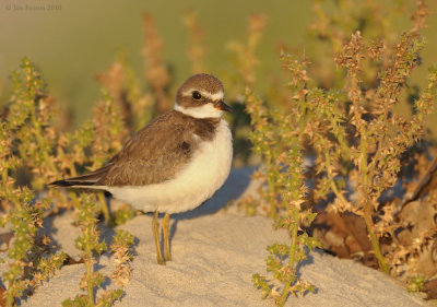 Semipalmated Plover Worn Juvenile