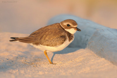 Semipalmated Plover at Last Light