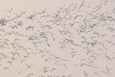 _JFF9117 Common and Roseate Terns Staging