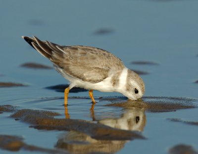 JFF1713 Piping Plover Non Breeding Plumage