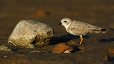 JFF1782 Piping Plover Non Breeding Plumage