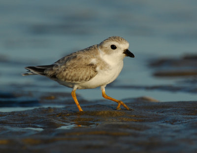 JFF1795 Piping Plover Non Breeding Plumage