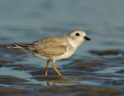 JFF1803 Piping Plover Non Breeding Plumage