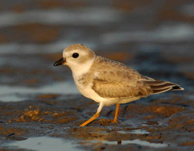 JFF1850 Piping Plover Non Breeding Plumage