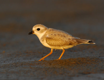 JFF1897 Piping Plover Non Breeding Plumage