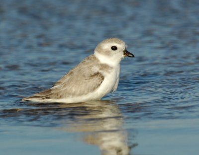 JFF1710 Piping Plover Non Breeding Plumage