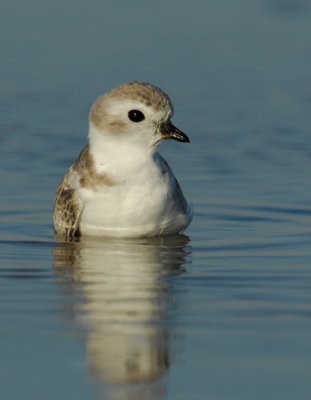 JFF1729 Piping Plover Non Breeding Plumage