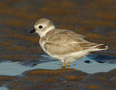 JFF1741 Piping Plover Non Breeding Plumage
