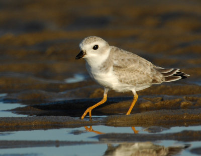 JFF1747 Piping Plover Non Breeding Plumage