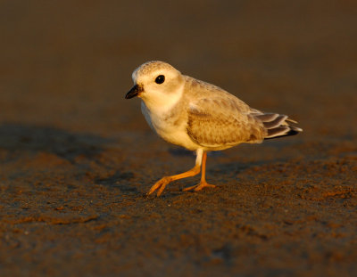 JFF1900 Piping Plover Non Breeding Plumage