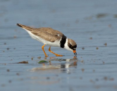 JFF3199 Semipalmated Plover Feeding Bay Side