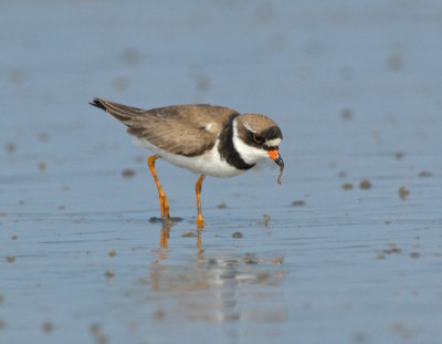 JFF3205  Semipalmated Plover Feeding Bay Side