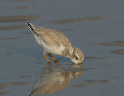 JFF3352 Piping Plover Hatch Year