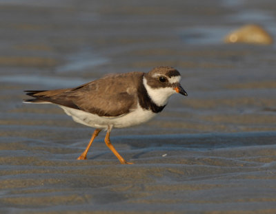 JFF3363 Semipalmated Plover Feeding Bay Side