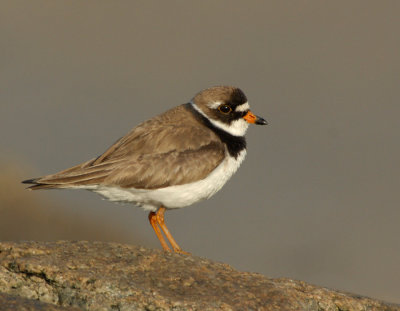 JFF3622 Semipalmated Plover  Bay Side