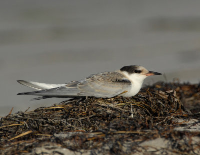 _JFF3644 Common Tern Hatch Year Resting Rack Line