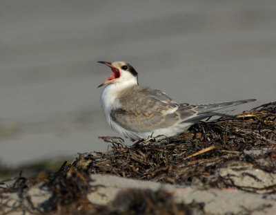 _JFF3646 Common Tern Chick Begging