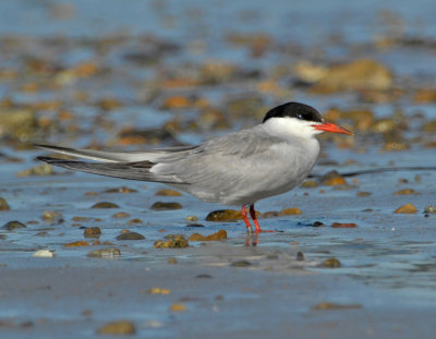 _JFF3731 Roseate Tern