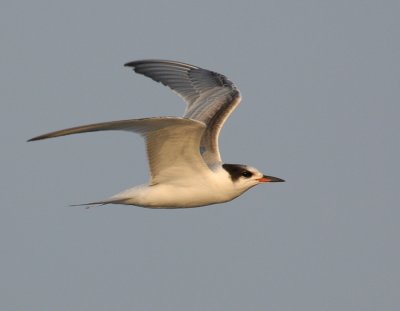 _JFF9084 Common Tern Hatch Year in Flight