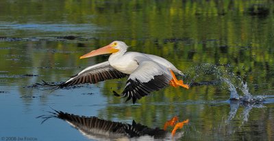 _NW83137 White Pelican.jpg