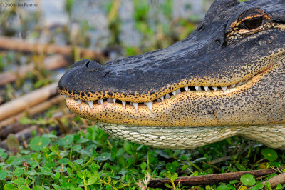 _NW83956 Gator Teeth.jpg