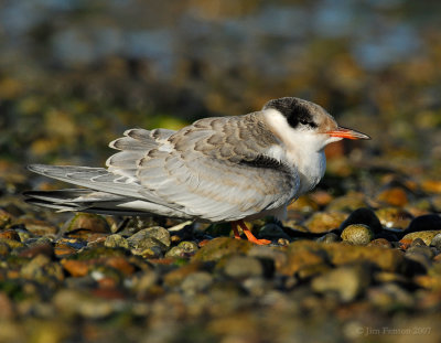 _JFF0435 Common Tern Fledgling on gravel