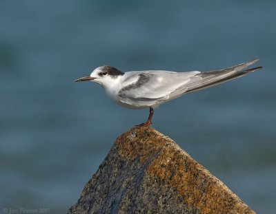 _JFF8641 Common Tern Winter Plumage