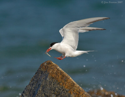 _JFF8661 Common Tern Landing With Prey