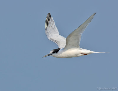 _JFF8682 Roseate Tern Winter Plumage in Flight