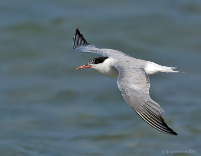 _JFF8692 Common Tern Flight ~Wings Top