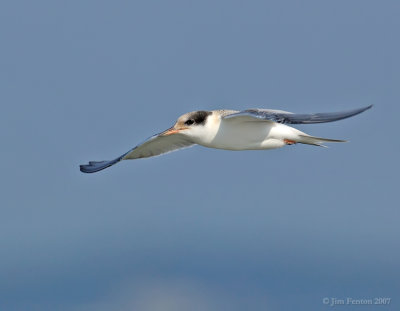 _JFF8730 Common Tern Juvenile in Flight