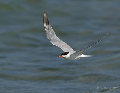 _JFF8738 Common Tern Flight