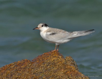 _JFF8739 Common Tern Juvenile