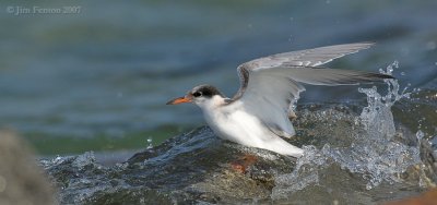 _JFF8773 Common Tern Juvenile Caught in Surf