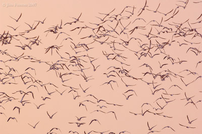 _JFF9117 Common and Roseate Terns Staging