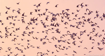 _JFF9124 Common and Roseate Terns Staging