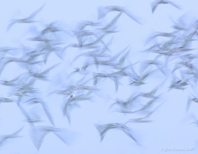 _JFF9153 Common and Roseate Terns Staging