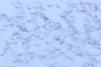 _JFF9163 Common and Roseate Terns Staging