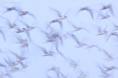 _JFF9221 Common and Roseate Terns Staging