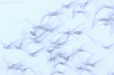 _JFF9232 Common and Roseate Terns Staging