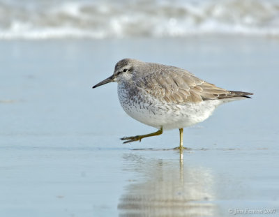 _JFF4342 Red Knot Pre Fall Migration