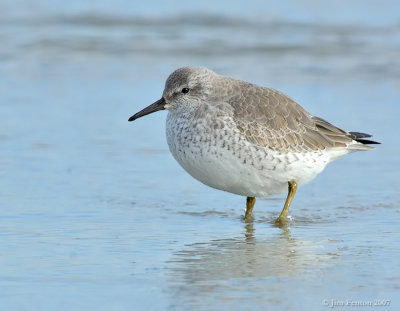 _JFF4352 Red Knot Pre Fall Migration