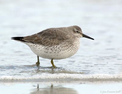 _JFF4397 Red Knot Pre Fall Migration