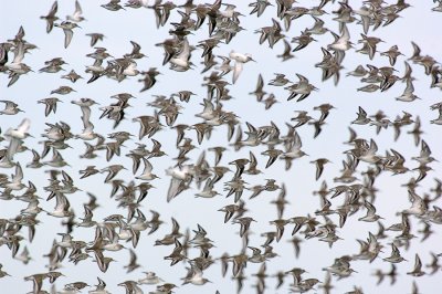 _JFF4403 Mixed Shorebirds in Fall