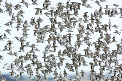 _JFF4415 Mixed Shorebirds in Fall