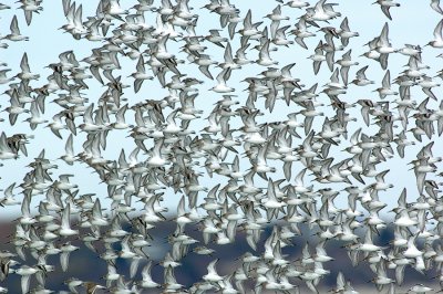 _JFF4417 Mixed Shorebirds in Fall