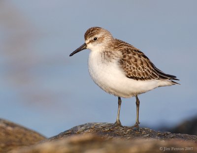 JFF1484 Semipalmated Sandpiper