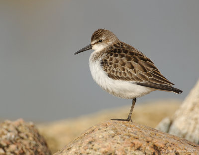 JFF1503 Semipalmated Sandpiper