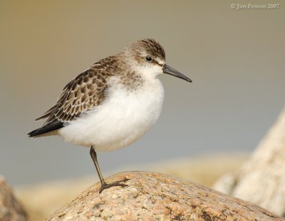 JFF1505 Semipalmated Sandpiper