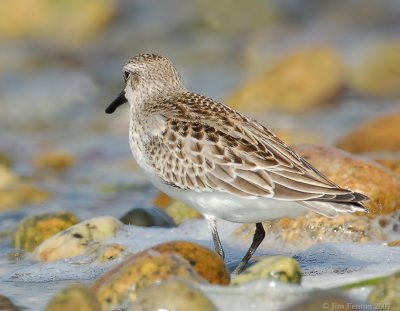 JFF1582 Semipalmated Sandpiper